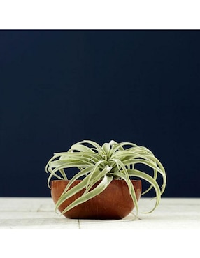 Rama Decorativa Tillandsia