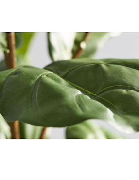 Ficus Faux Fiddle Leaf 165 cm