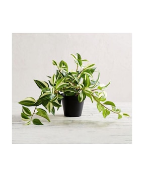 Planta Artificial Faux Wandering Variegated Tradescantia