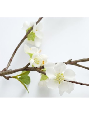 Cerezo decorativo White Blossom
