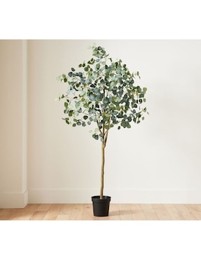 Árbol Silver Dollar Eucalyptus