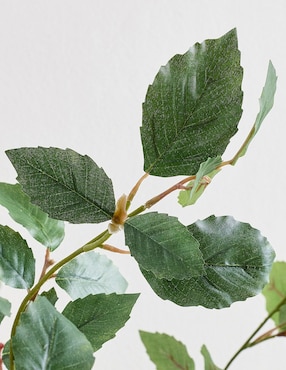 Abedul decorativa Birch Leaf Bran