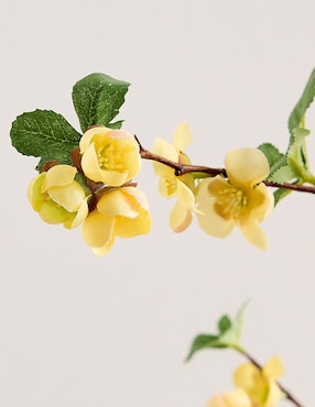 Membrillo decorativo Quince