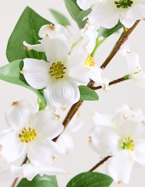 Cornejo decorativo Blooming Dogwood