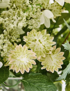 Ramo de eucalipto decorativo Wild Greens