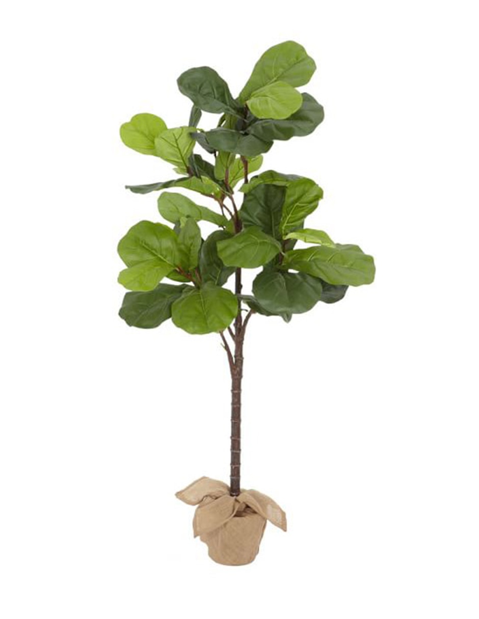Árbol Fiddle Leaf