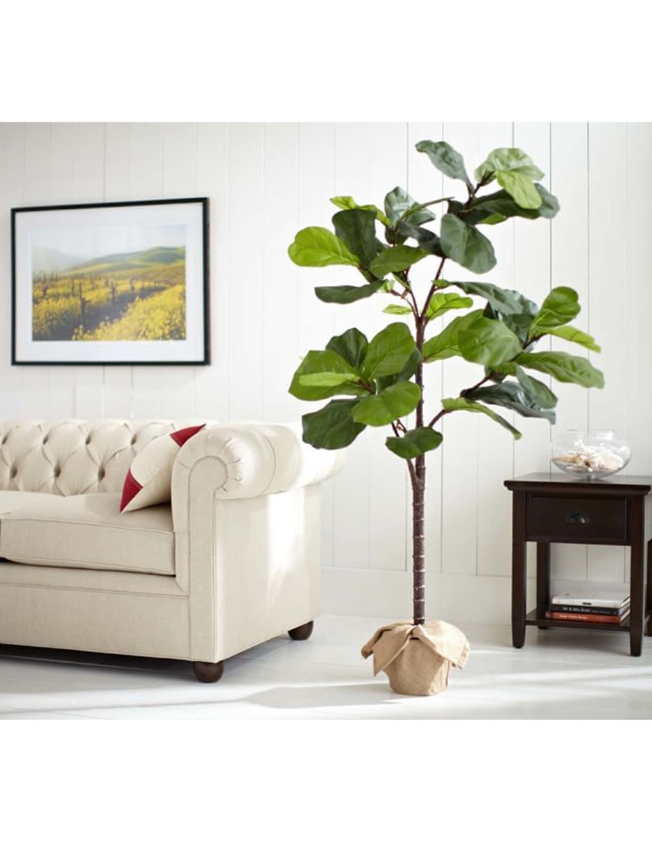 Árbol Fiddle Leaf 2.10 m con maceta 2