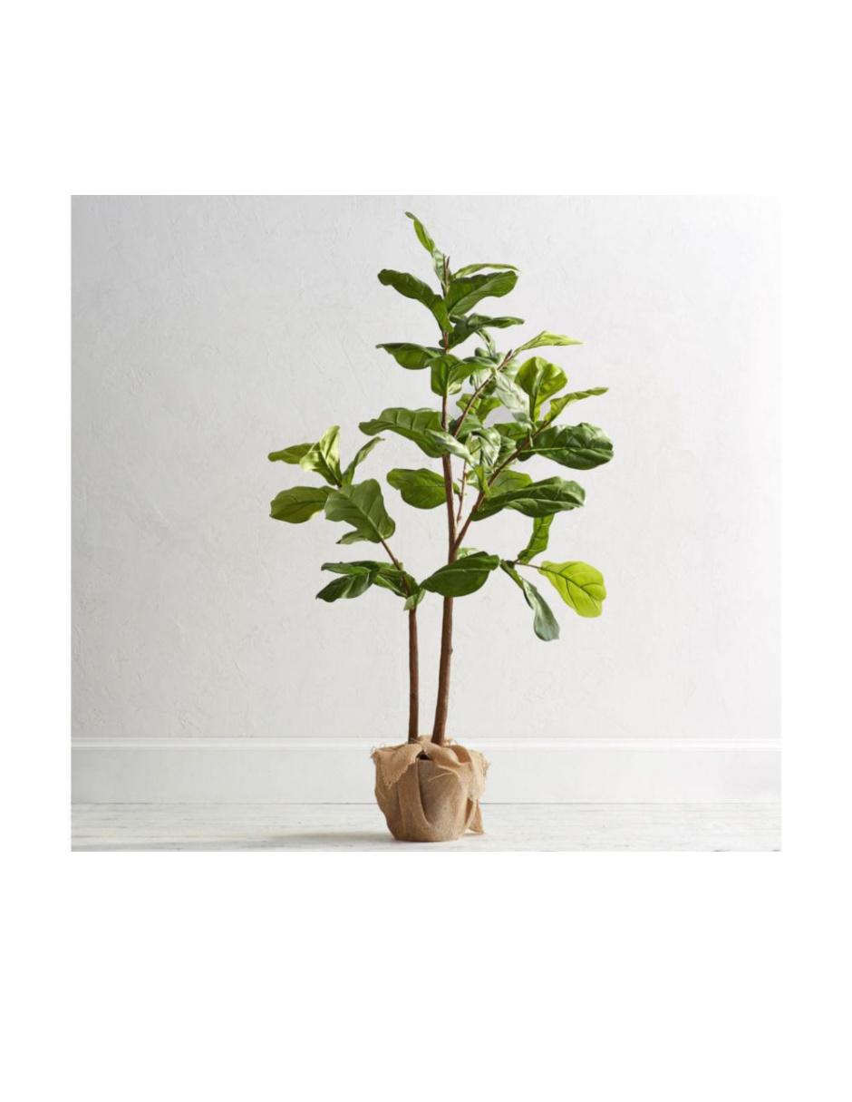Ficus Faux Fiddle Leaf 165 cm