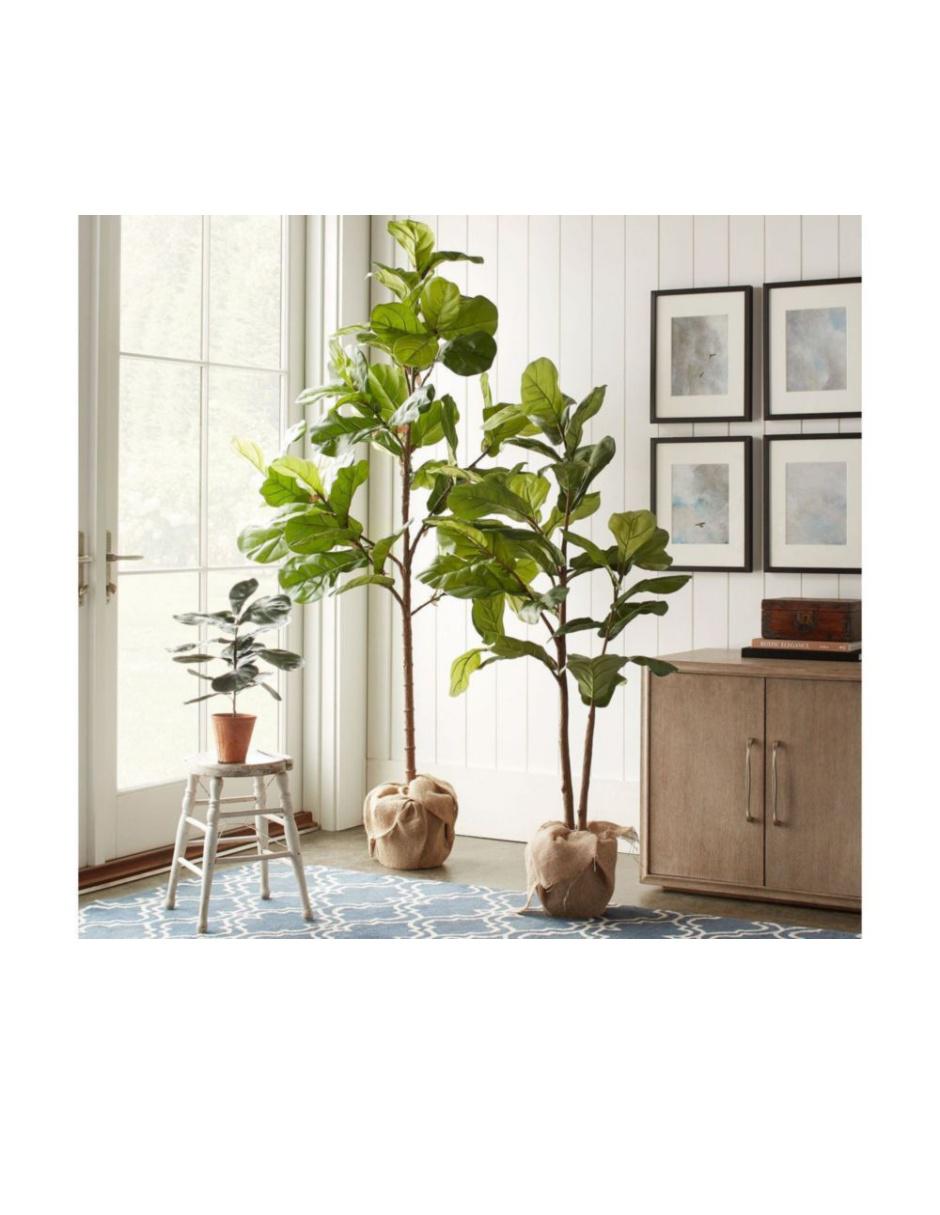 Ficus Faux Fiddle Leaf 165 cm 3