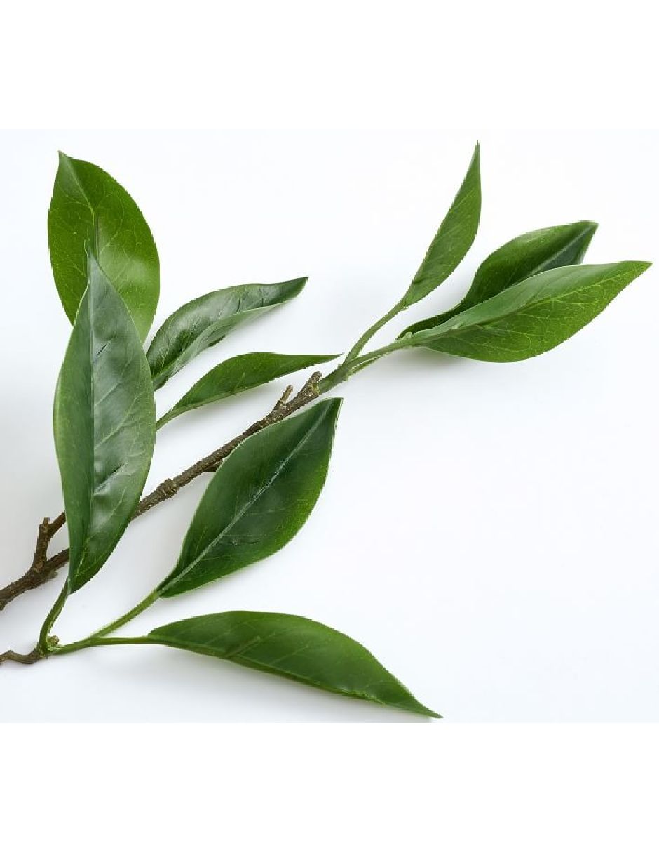 Hojas decorativa Bay Leaf 2