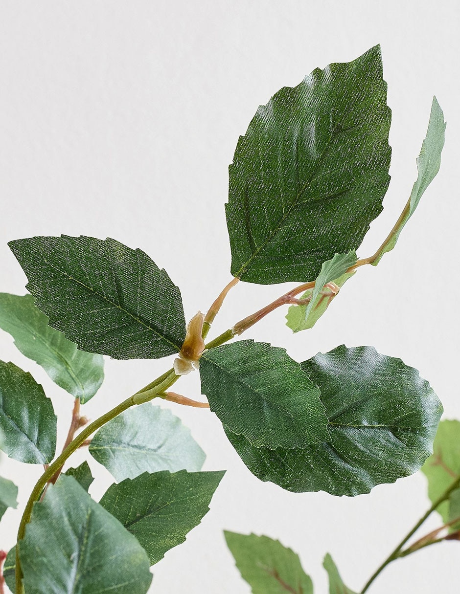 Abedul decorativa Birch Leaf Bran 3
