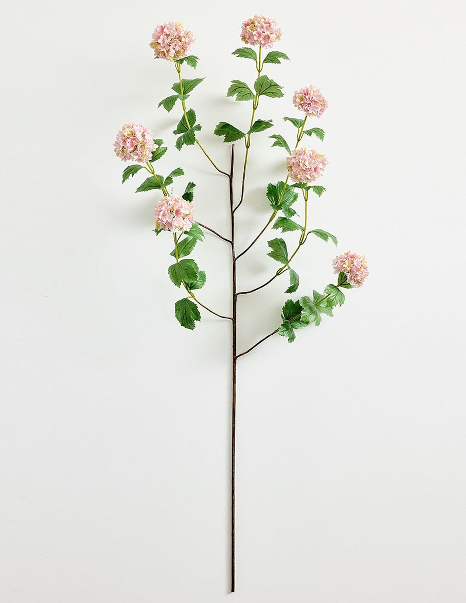 Hortensia decorativa