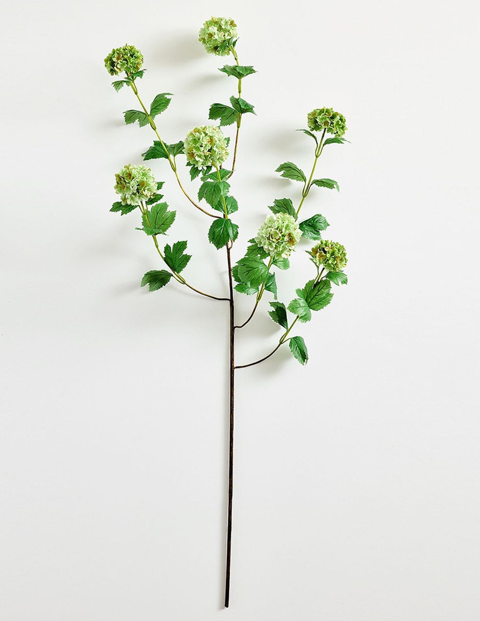 Hortensia decorativa