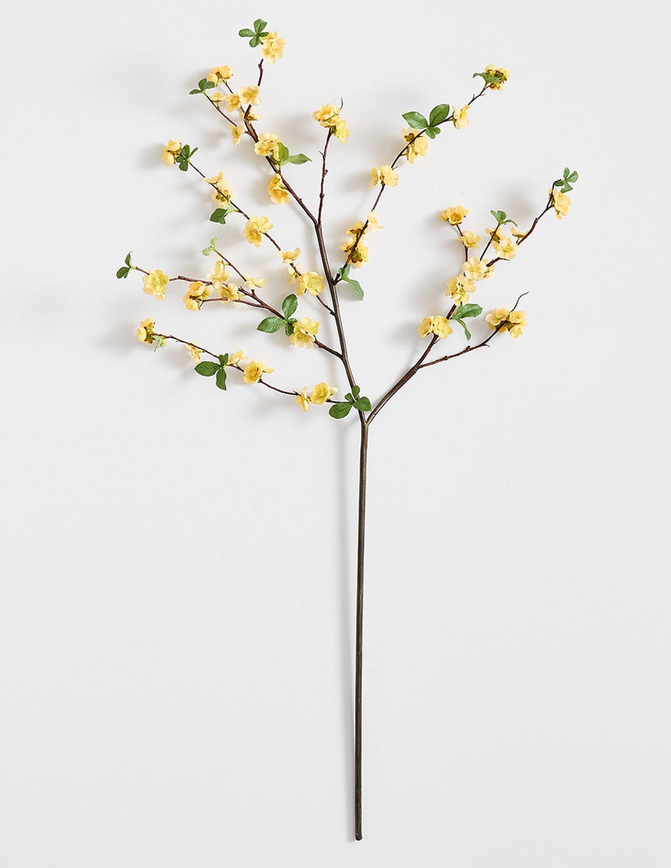 Membrillo decorativo Quince Membrillo decorativo Quince