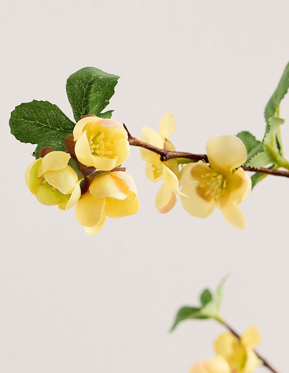 Membrillo decorativo Quince 2