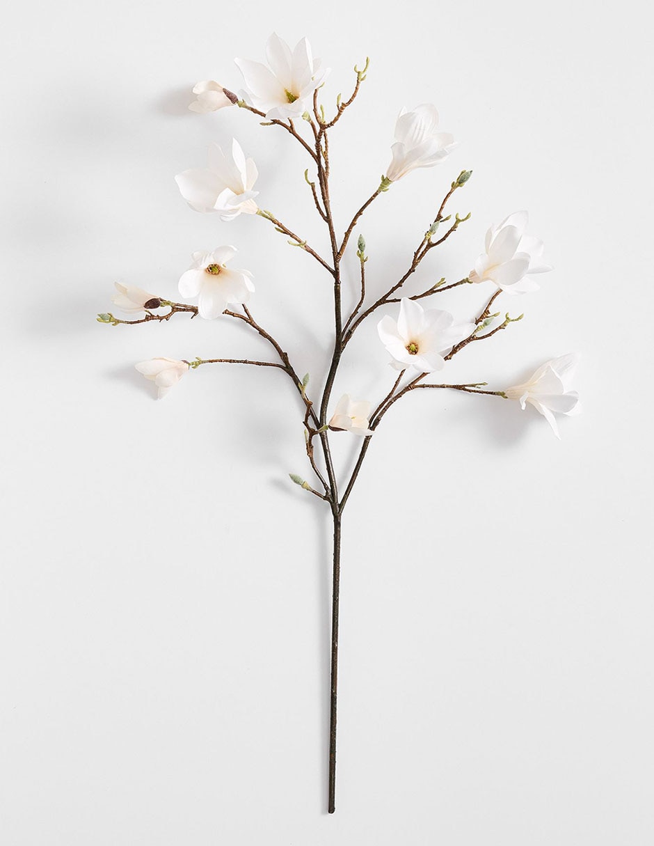 Magnolia decorativa Blooming Magnolia