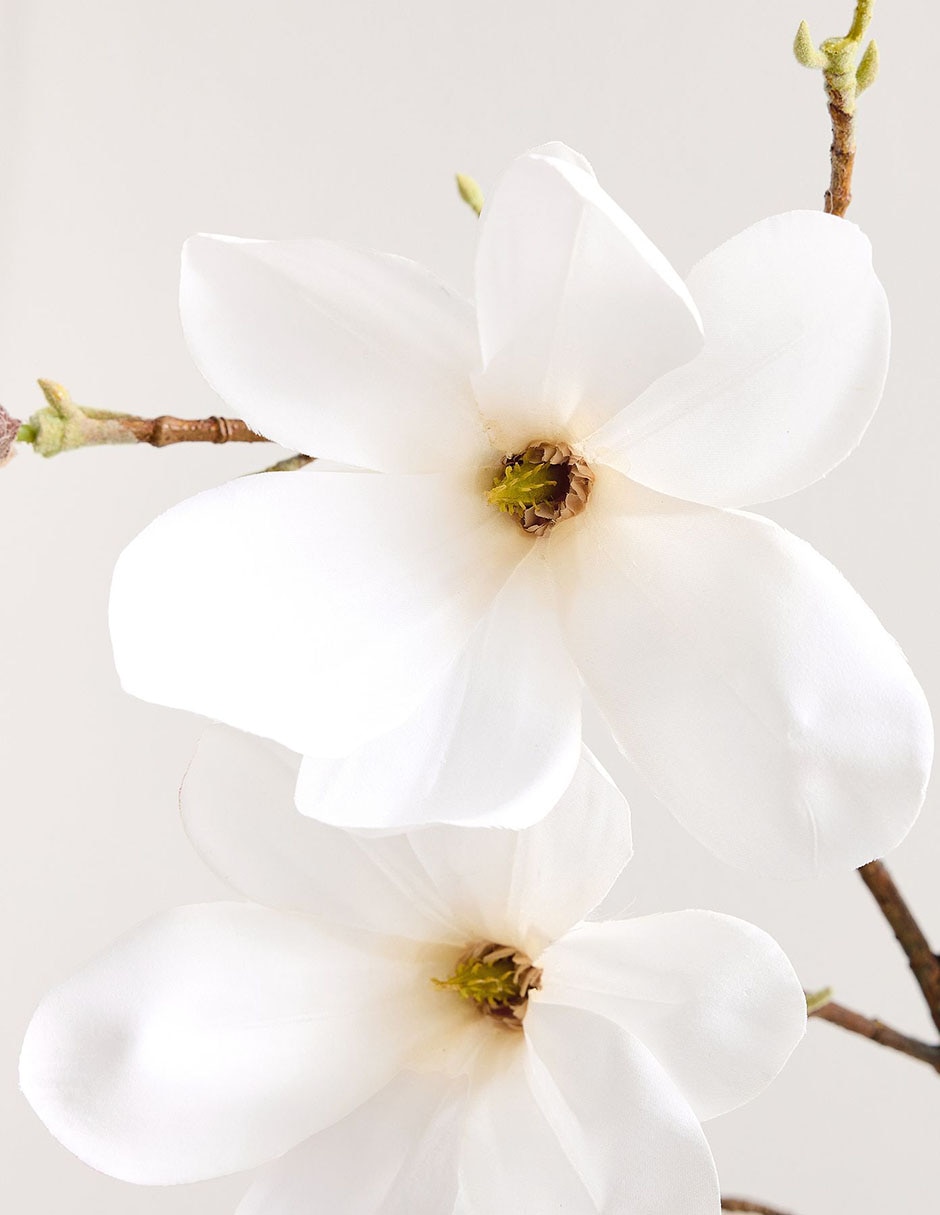 Magnolia decorativa Blooming Magnolia 2