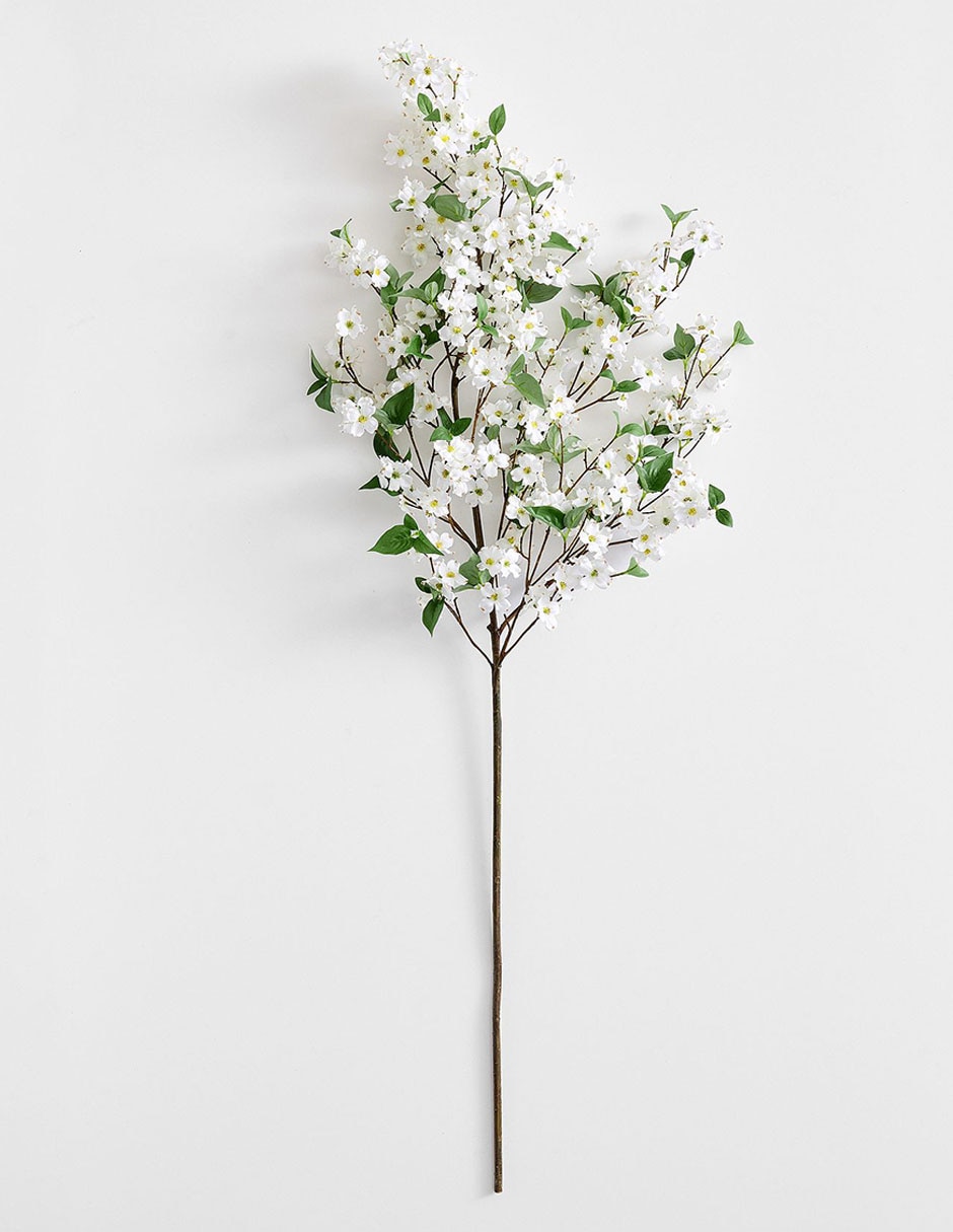 Cornejo decorativo Blooming Dogwood Cornejo decorativo Blooming Dogwood
