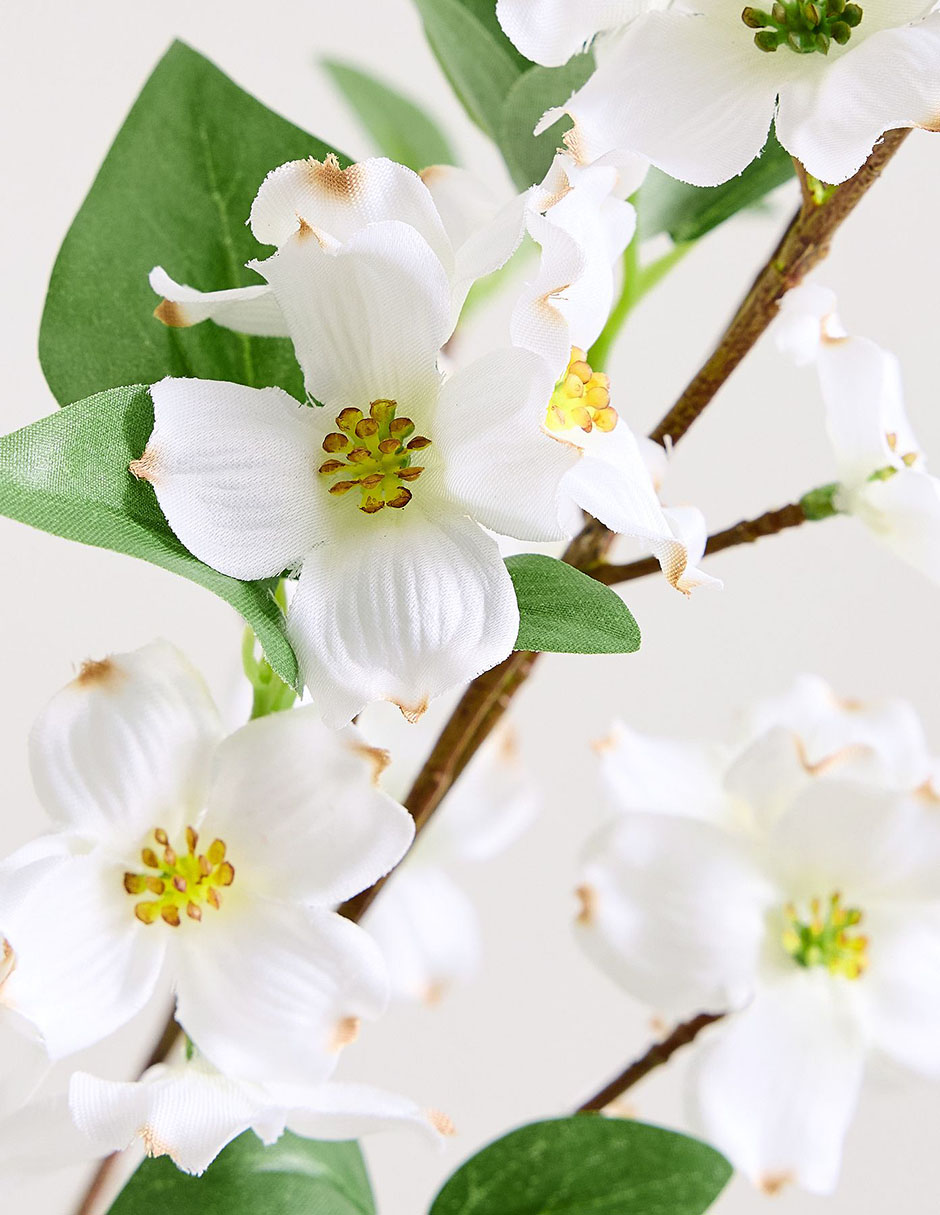 Cornejo decorativo Blooming Dogwood 2