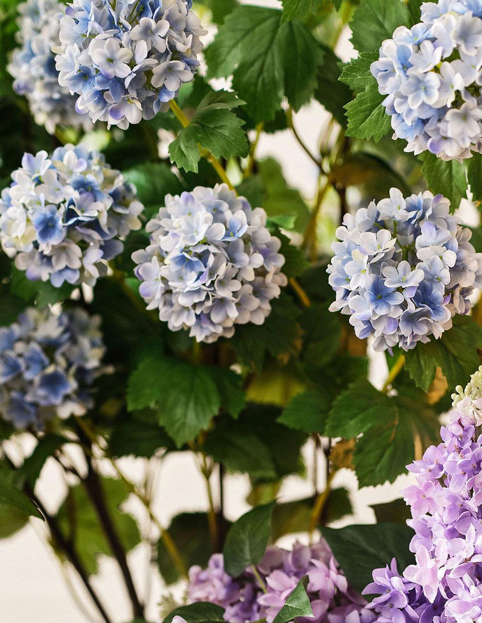 Hortensia decorativa Snowball 4