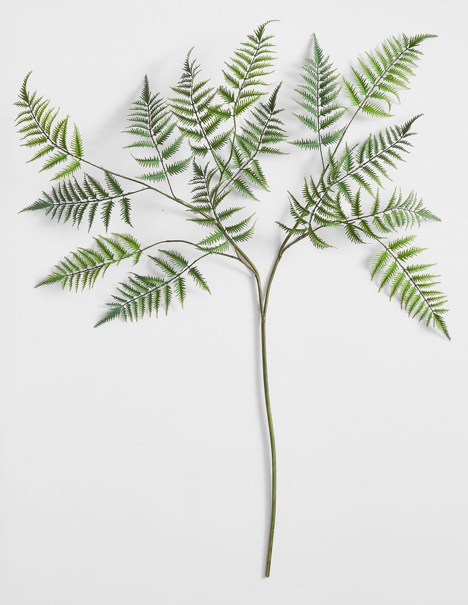 Helecho decorativo Oversized Fern