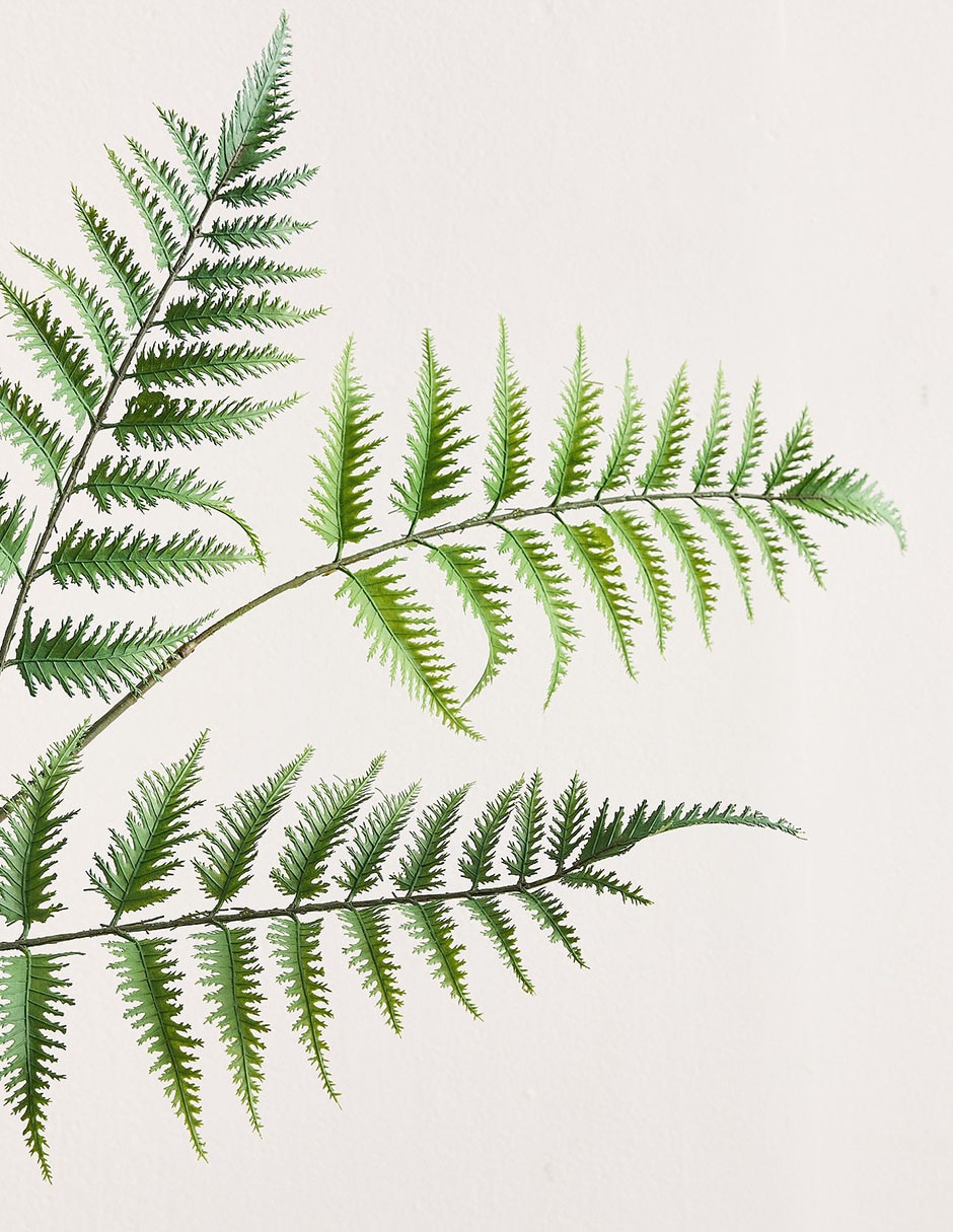 Helecho decorativo Oversized Fern 2